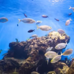 مزرعه پرورش ماهی کاسپین ژیک