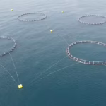 قفس ماهی در دریا